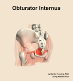 The obturator internus muscle of the hip - orientation 3