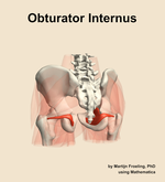 The obturator internus muscle of the hip - orientation 4
