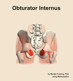 The obturator internus muscle of the hip - orientation 5