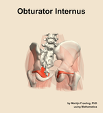 The obturator internus muscle of the hip - orientation 6