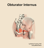 The obturator internus muscle of the hip - orientation 7