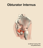 The obturator internus muscle of the hip - orientation 8