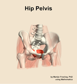 Muscles of the pelvis compartment of the hip - orientation 12