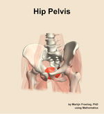 Muscles of the pelvis compartment of the hip - orientation 14