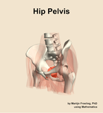 Muscles of the pelvis compartment of the hip - orientation 15