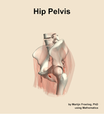 Muscles of the pelvis compartment of the hip - orientation 16