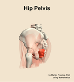 Muscles of the pelvis compartment of the hip - orientation 2