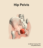 Muscles of the pelvis compartment of the hip - orientation 3