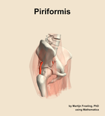 The piriformis muscle of the hip - orientation 10