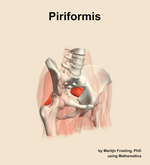 The piriformis muscle of the hip - orientation 11