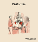 The piriformis muscle of the hip - orientation 12