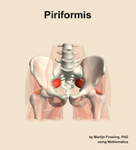 The piriformis muscle of the hip - orientation 13