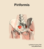 The piriformis muscle of the hip - orientation 14