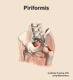 The piriformis muscle of the hip - orientation 15