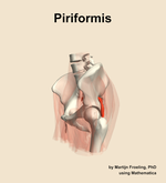 The piriformis muscle of the hip - orientation 16