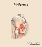 The piriformis muscle of the hip - orientation 2