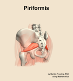 The piriformis muscle of the hip - orientation 3
