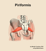 The piriformis muscle of the hip - orientation 4
