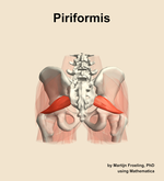 The piriformis muscle of the hip - orientation 5