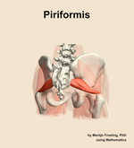 The piriformis muscle of the hip - orientation 6