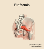 The piriformis muscle of the hip - orientation 7
