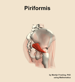 The piriformis muscle of the hip - orientation 8
