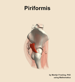 The piriformis muscle of the hip - orientation 9
