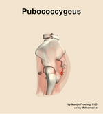 The pubococcygeus muscle of the hip - orientation 1
