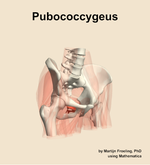 The pubococcygeus muscle of the hip - orientation 11