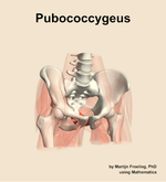 The pubococcygeus muscle of the hip - orientation 12