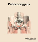 The pubococcygeus muscle of the hip - orientation 13