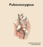 The pubococcygeus muscle of the hip - orientation 16