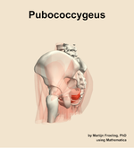 The pubococcygeus muscle of the hip - orientation 2