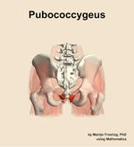 The pubococcygeus muscle of the hip - orientation 5