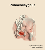 The pubococcygeus muscle of the hip - orientation 7