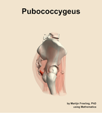 The pubococcygeus muscle of the hip - orientation 9