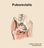 The puborectalis muscle of the hip - orientation 11