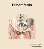 The puborectalis muscle of the hip - orientation 13