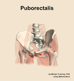 The puborectalis muscle of the hip - orientation 14