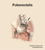 The puborectalis muscle of the hip - orientation 15