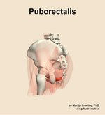 The puborectalis muscle of the hip - orientation 2