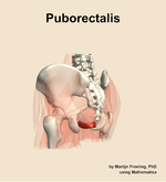 The puborectalis muscle of the hip - orientation 3