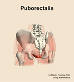 The puborectalis muscle of the hip - orientation 4