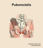 The puborectalis muscle of the hip - orientation 5