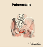 The puborectalis muscle of the hip - orientation 6