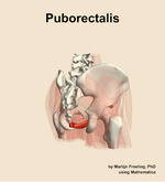 The puborectalis muscle of the hip - orientation 7