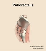The puborectalis muscle of the hip - orientation 9