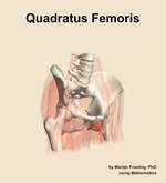 The quadratus femoris muscle of the hip - orientation 11