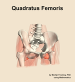 The quadratus femoris muscle of the hip - orientation 12