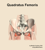 The quadratus femoris muscle of the hip - orientation 13